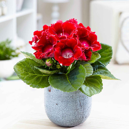 Sinningia speciosa Rot - Bakker