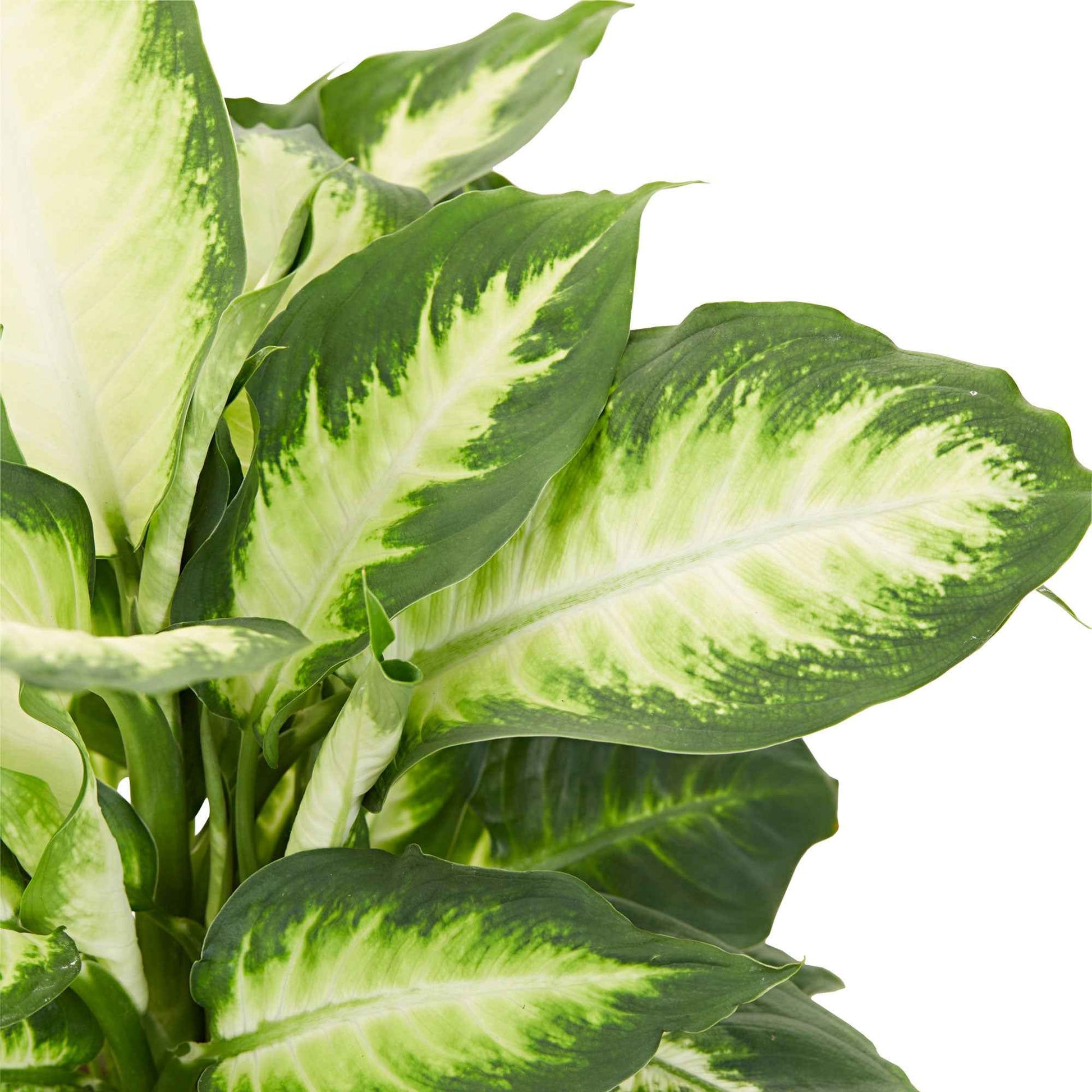 dieffenbachia camilla pflege Topf / Ø 12cm / Lieferhöhe 30-40cm