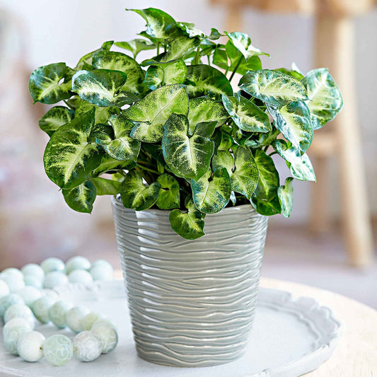 Purpurtute 'Pixie' - Bakker