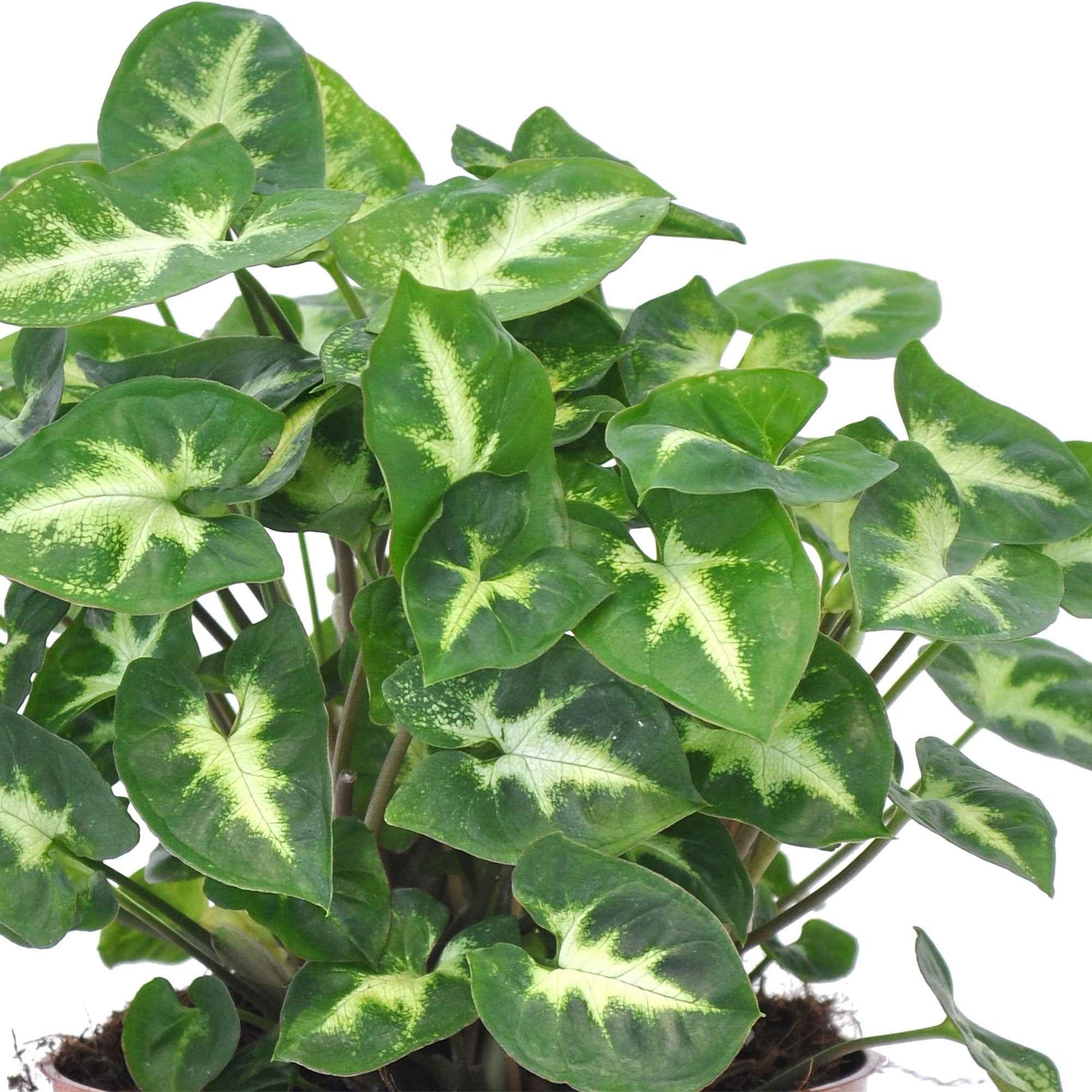 Purpurtute 'Pixie' - Syngonium pixie - Grüne Zimmerpflanzen