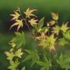 Fächerahorn 'Little Princess' - Acer palmatum little princess - Gartenpflanzen