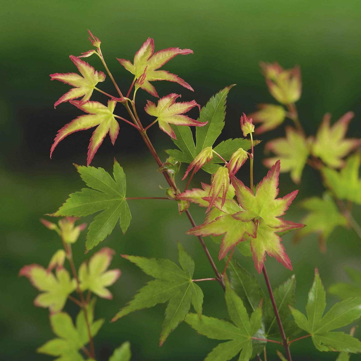 Acer palmatum little princess - Fächerahorn 'Little Princess' - Japanischer Ahorn