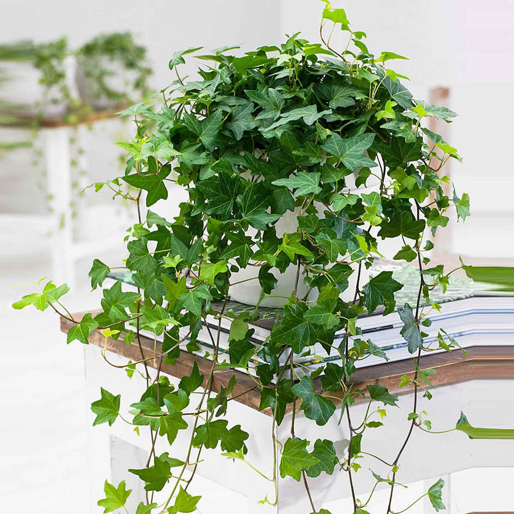 zimmerpflanze 150cm Green boutiQ - Zimmerpflanze - Howea Forsteriana - Kentia-Palme main image 0