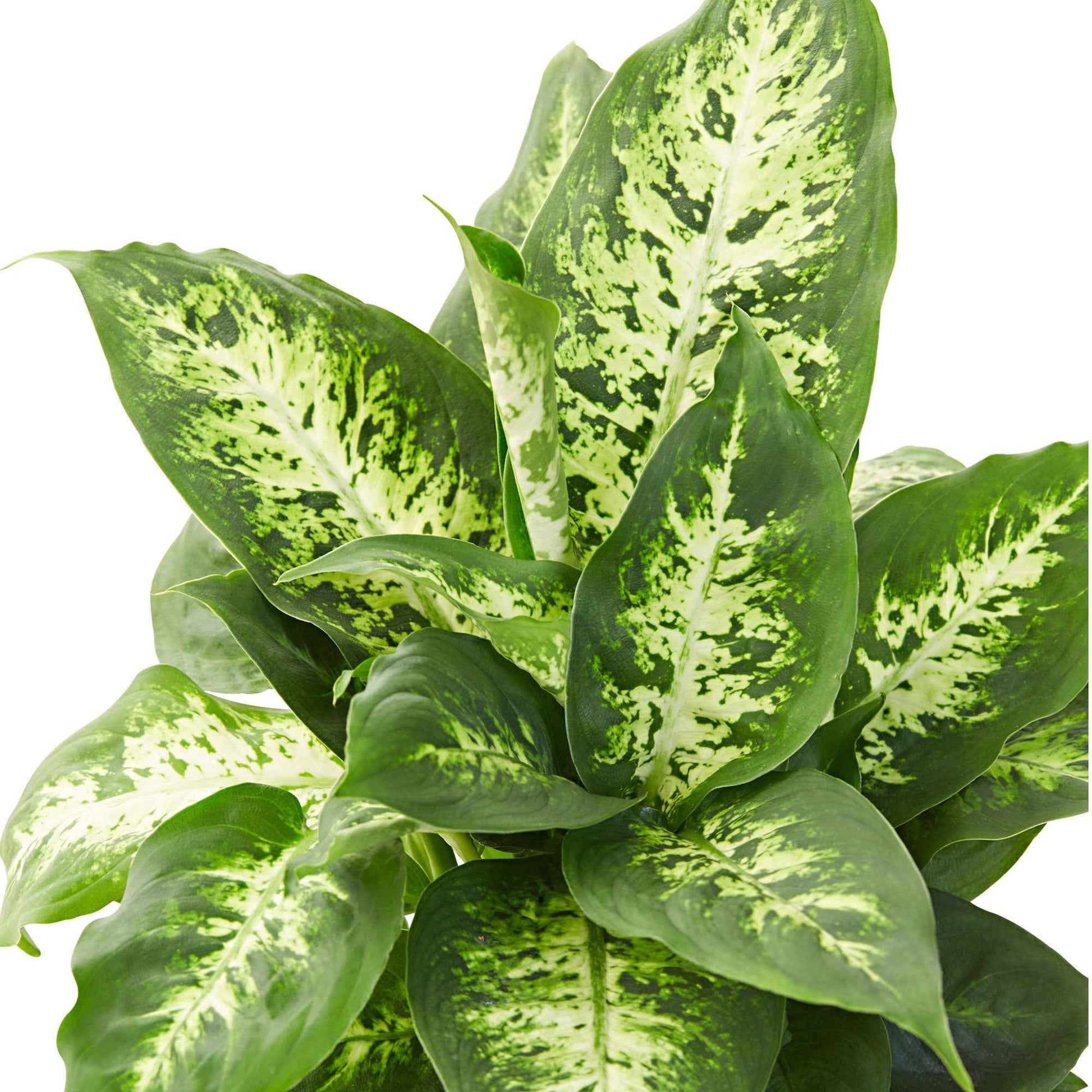 dieffenbachia düngen Dieffenbachie 'Compacta' - Dieffenbachia compacta