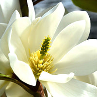 Magnolie 'Fairy White' - Magnolia fairy white - michelia hybride - Gartenpflanzen