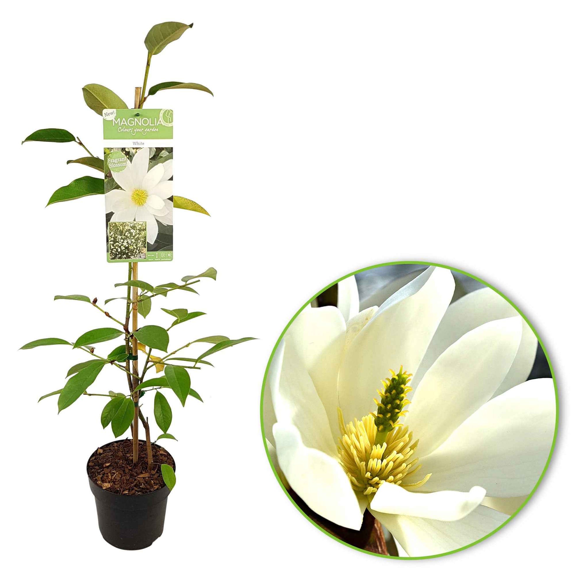 Magnolie 'Fairy White' - Magnolia fairy white - michelia hybride - Pflanzensorten