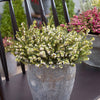 Winterheide 'White Perfection' - Erica darleyensis white perfection - Gartenpflanzen
