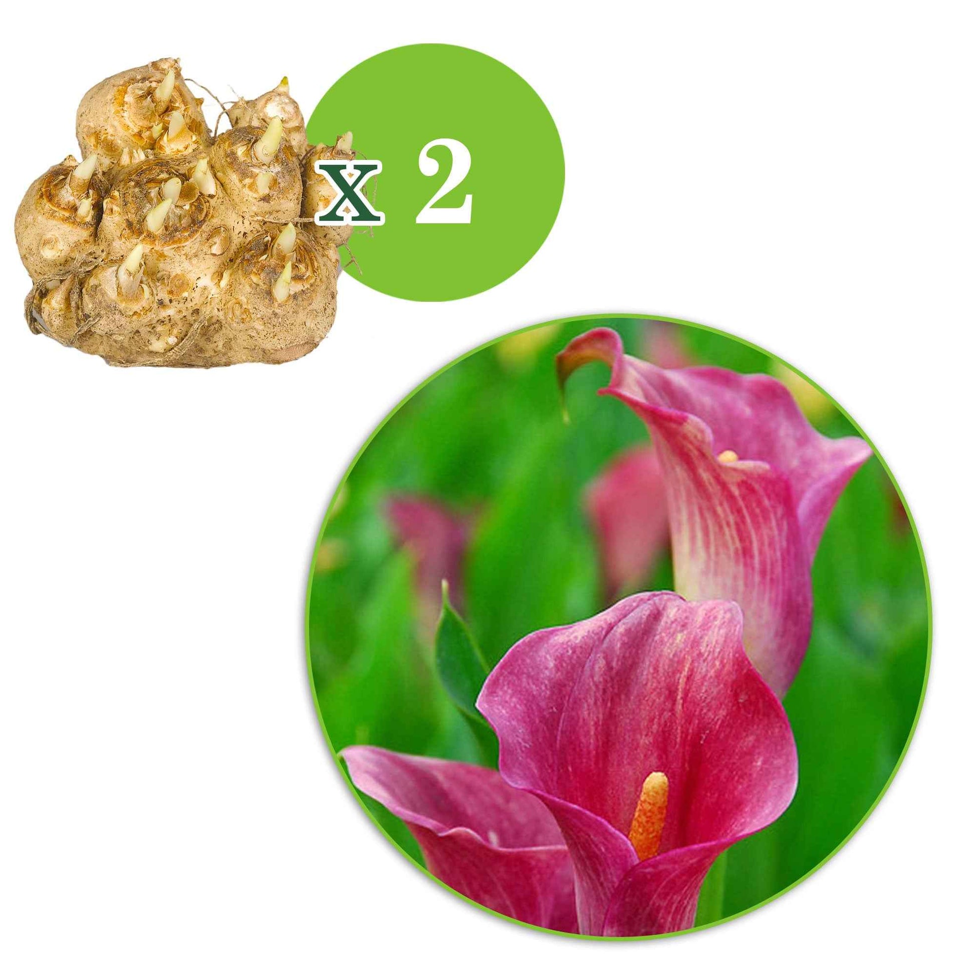 Rehmann-Calla rosa (x2) - Zantedeschia rehmannii - Aronstab