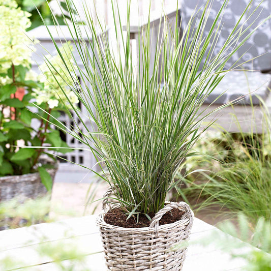 Gestreiftes Reitgras 'Overdam - Calamagrostis acutiflora overdam - Gartenpflanzen