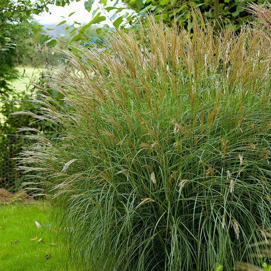 Zwerg-Chinaschilf 'Adagio' - Miscanthus sinensis Adagio - Gartenpflanzen