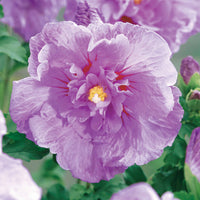 Straucheibisch 'Lavender Chiffon' - Hibiscus syriacus lavender chiffon - Sträucher und Stauden
