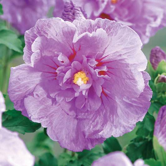 Straucheibisch 'Lavender Chiffon' - Bakker