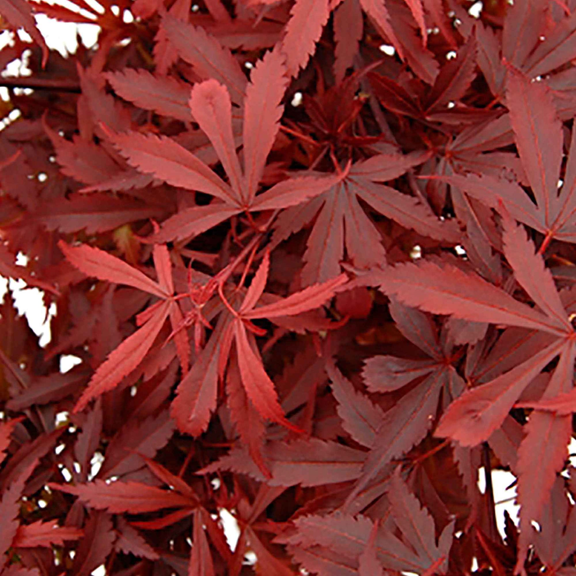 Japanischer Ahorn 'Atropurpureum' - Acer palmatum Atropurpureum - Pflanzensorten