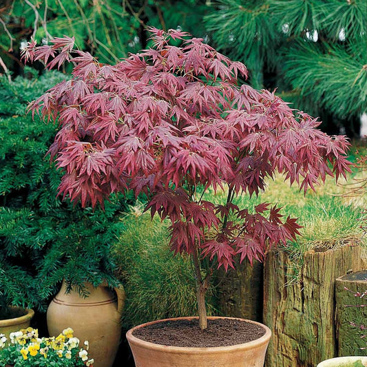 Japanischer Ahorn 'Atropurpureum' - Bakker