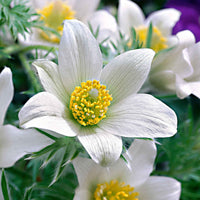 Alpen-Anemone 'Alba' (x3) - Pulsatilla vulgaris alba - Gartenpflanzen