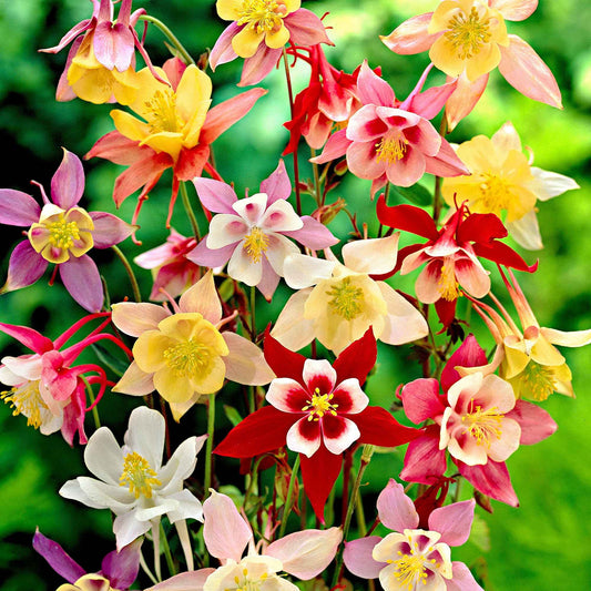 Akelei 'McKana Hybrids' (x5) - Aquilegia hybride mac kana