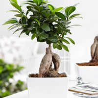 Bonsai Ficus 'Ginseng' - Ficus microcarpa ginseng - Zimmerpflanzen