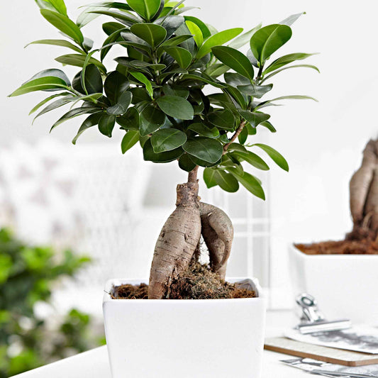 Bonsai Ficus 'Ginseng' - Bakker
