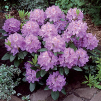 Alpenrose 'Grandiflorum' - Rhododendron catawbiense grandiflorum - Gartenpflanzen