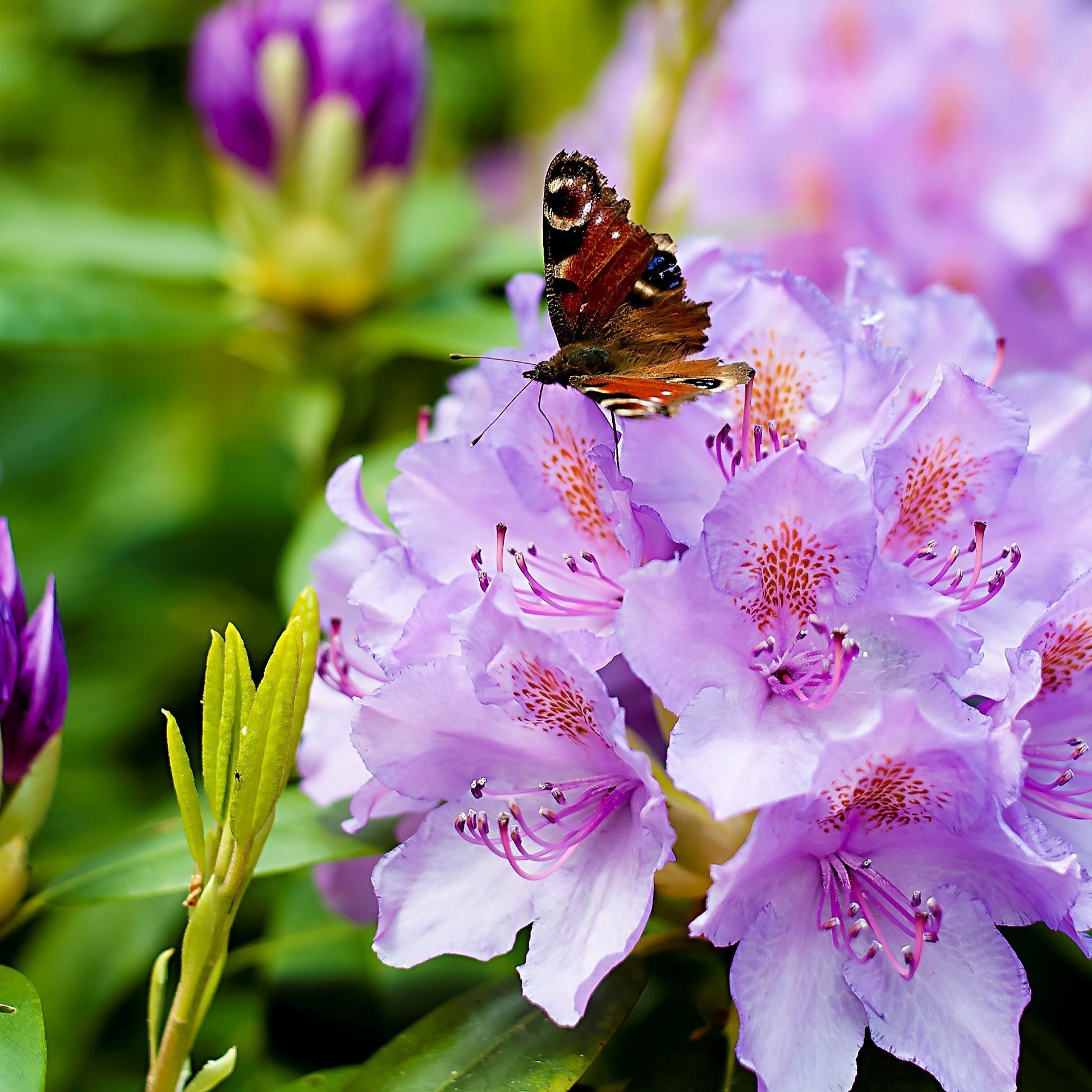 Alpenrose 'Grandiflorum' - Rhododendron catawbiense grandiflorum - Sträucher