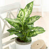 Dieffenbachie 'Sublime' - Dieffenbachia sublime - Zimmerpflanzen