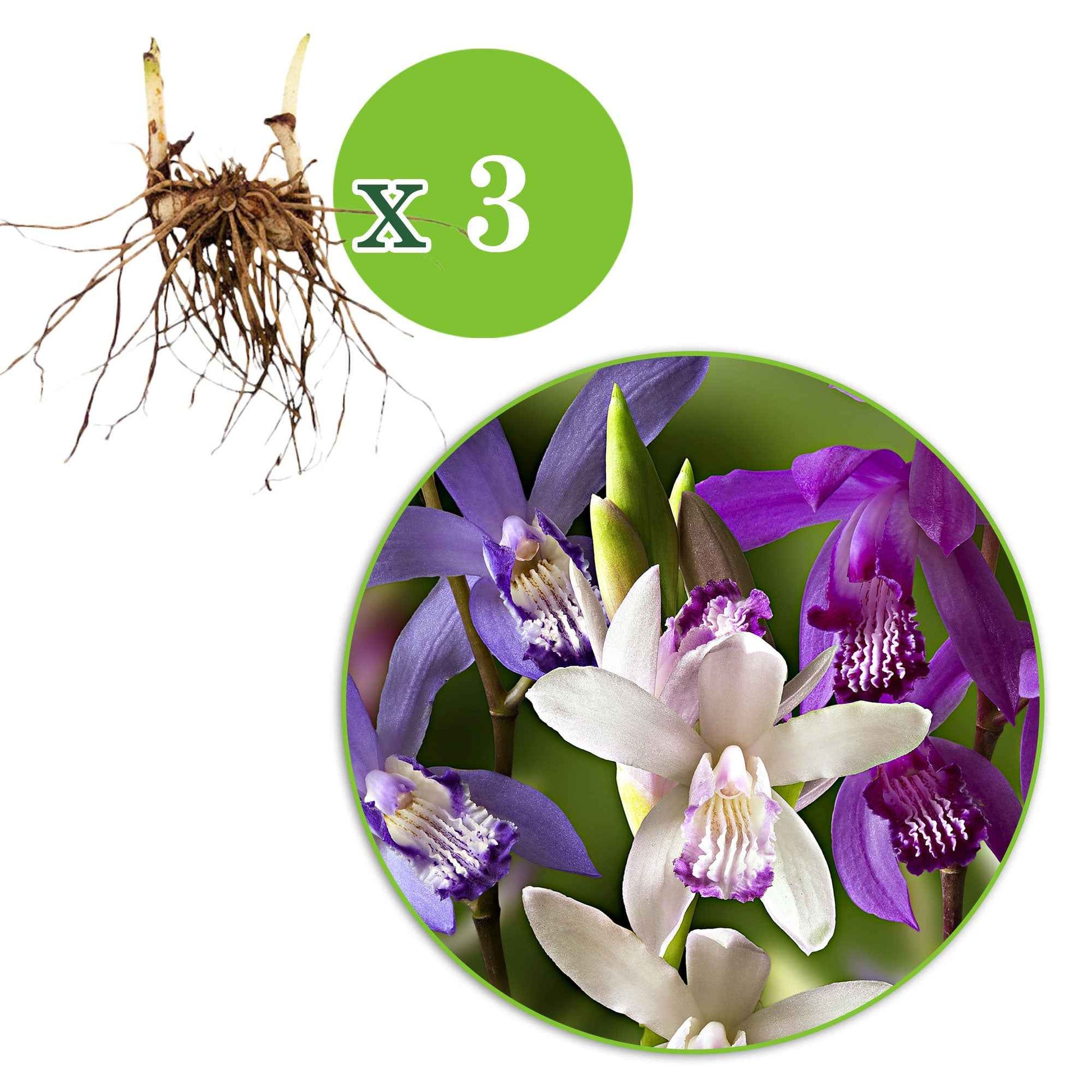 Gartenorchidee (x3) - Bletilla kuchibeni, blue dragon, striata - Blumenzwiebel-pakete