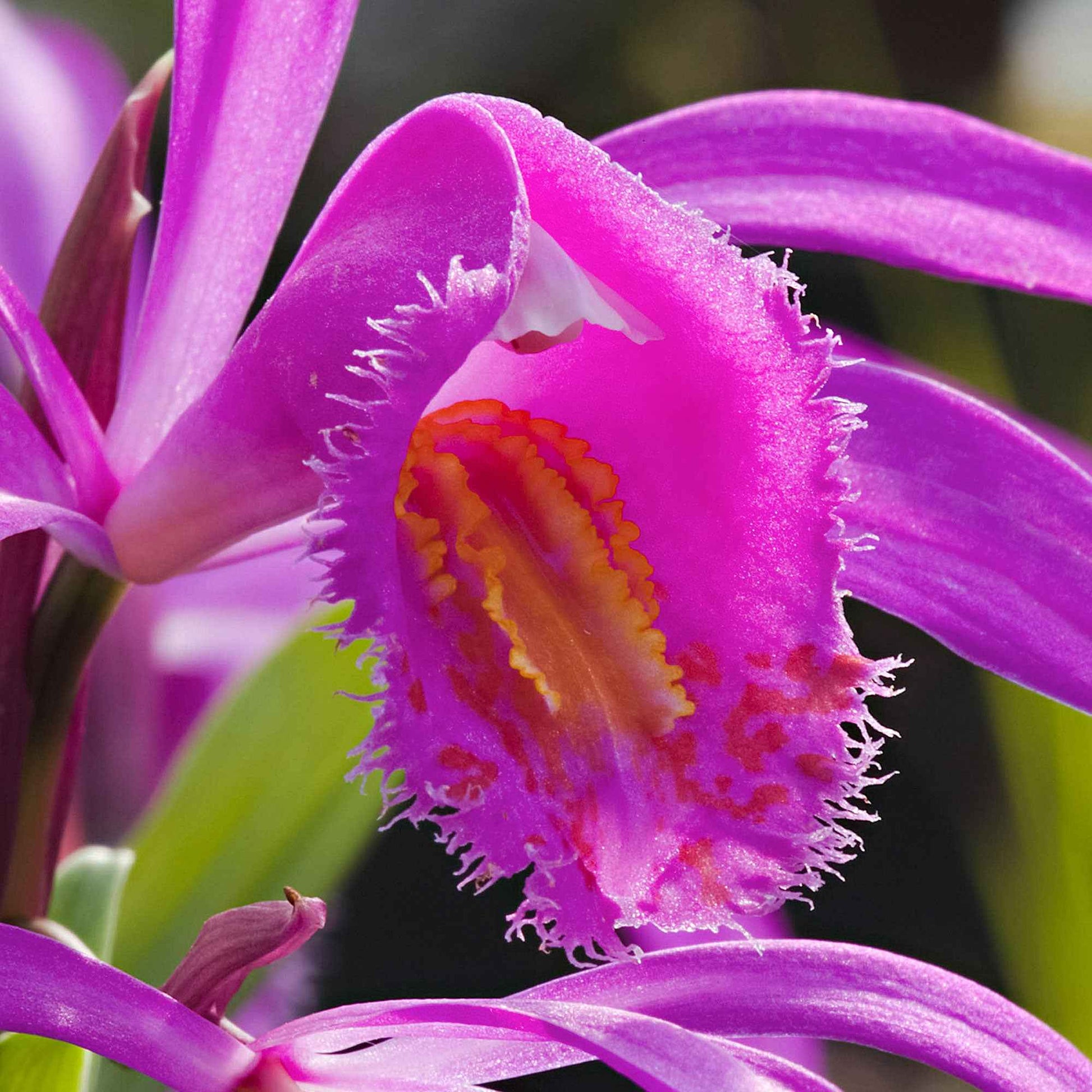 Gartenorchidee Bletilla - Bletilla striata - Blumenzwiebeln