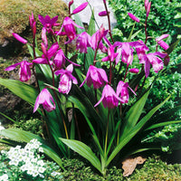 Gartenorchidee Bletilla - Bletilla striata - Wildblumenzwiebeln