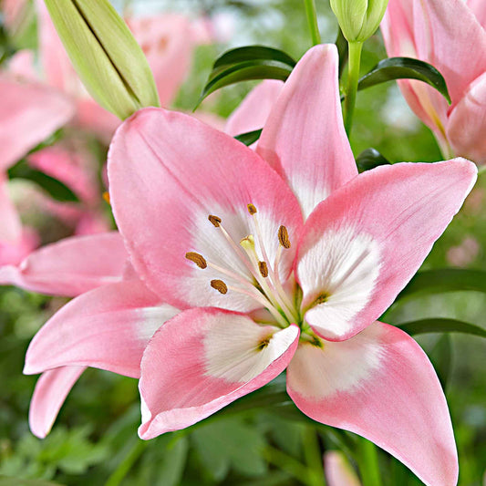 Asiatische Lilie 'Levi' - Lilium 'levi' - Blumenzwiebeln