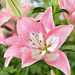 Asiatische Lilie 'Levi' - Bakker