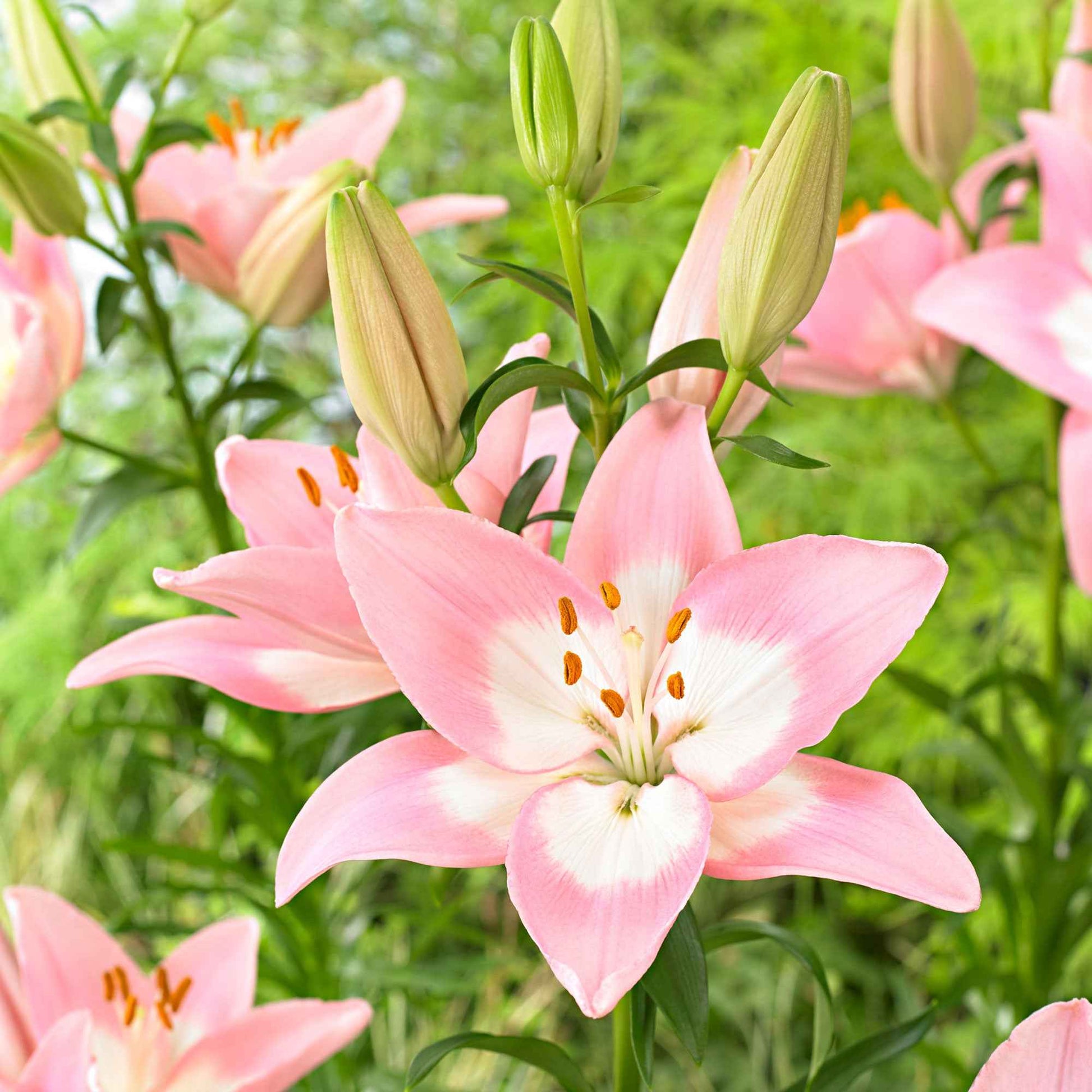 Asiatische Lilie 'Levi' - Lilium 'levi' - Blumenzwiebeln Sommerblüher