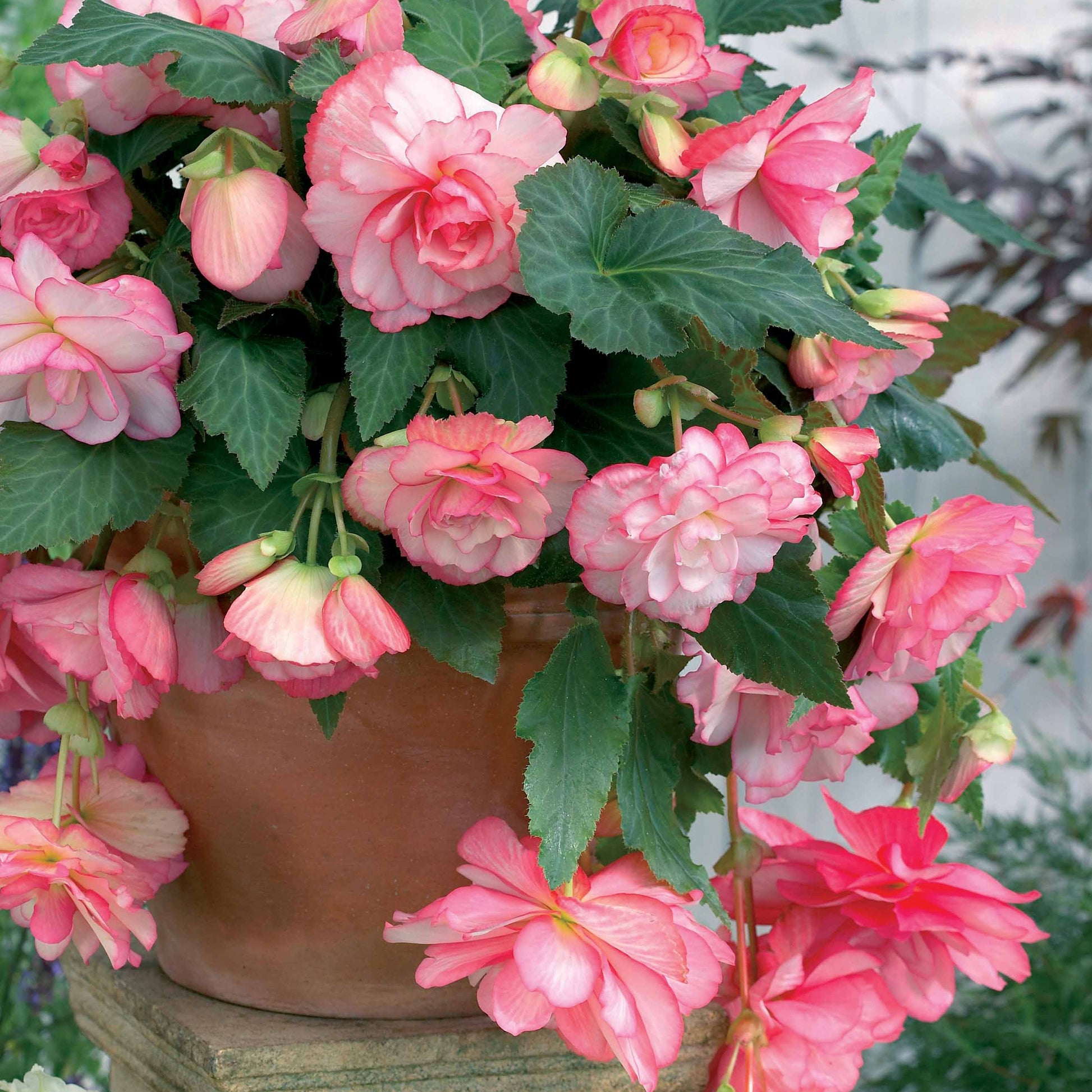 Begonie 'Cascade Florence' (x3) - Begonia - Blumenzwiebeln Sommerblüher