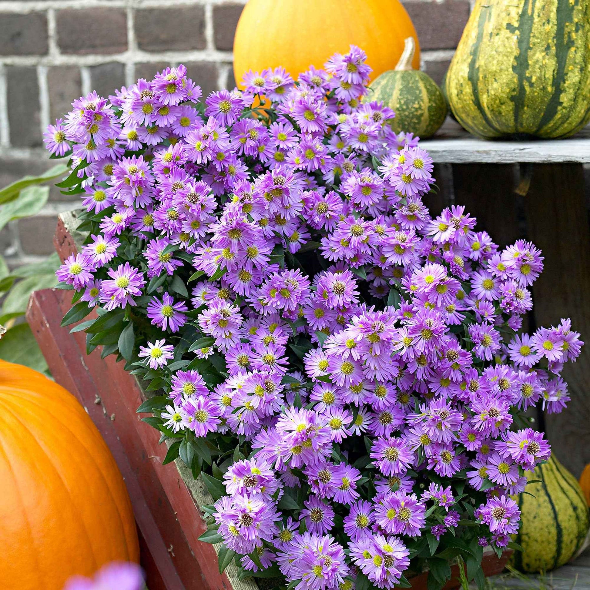 Herbstaster 'Purple Dome' (x3) - Aster novae-angliae purple dome - Gartenpflanzen
