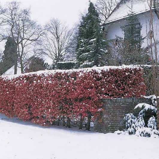 Verkauf Rotbuche 'Atropurpurea'