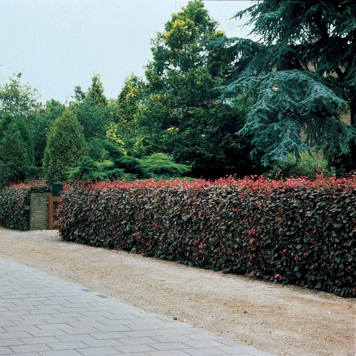 Rotbuche 'Atropurpurea' - Fagus sylvatica purpurea - Bakker