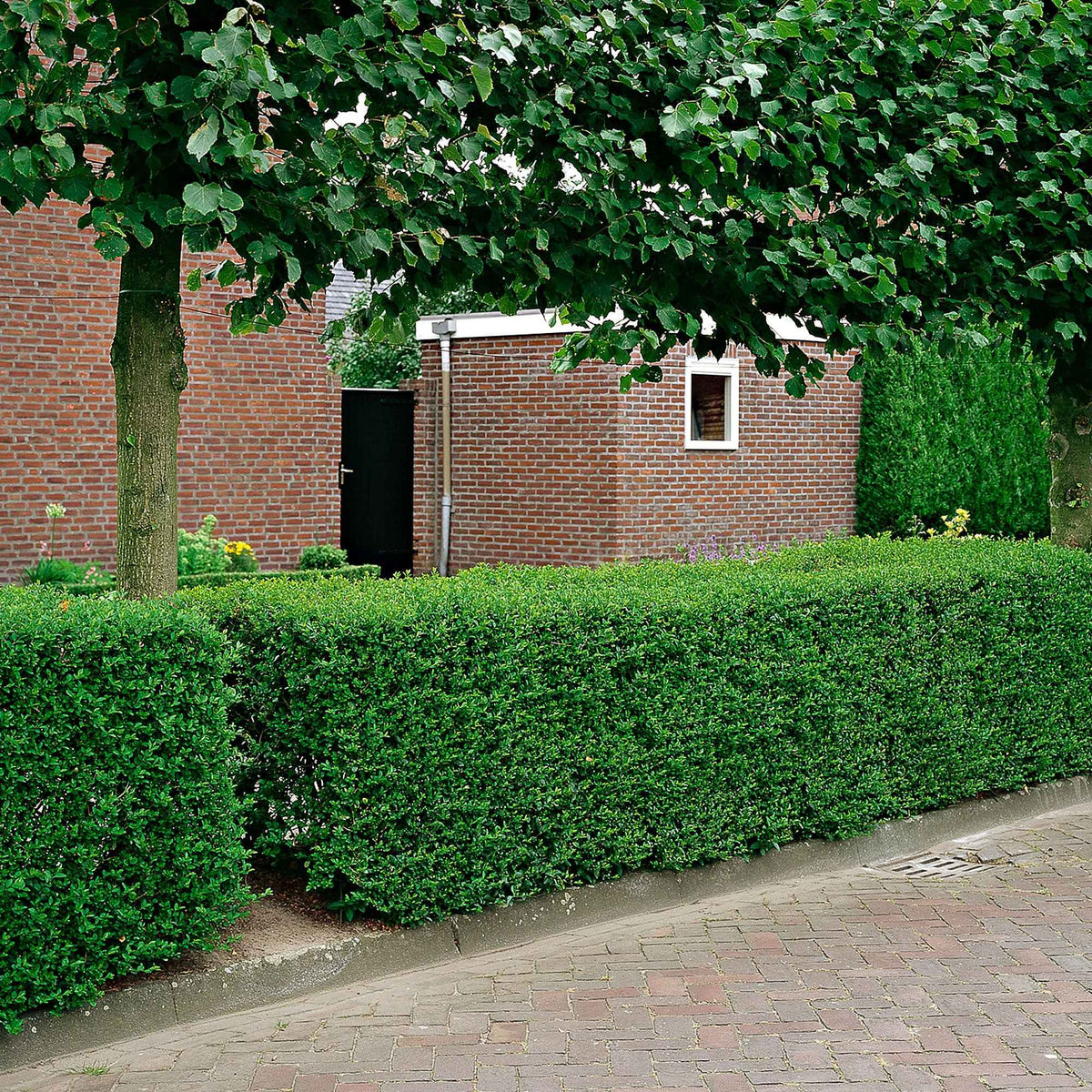 Verkauf Ovalblättrige Liguster - Ligustrum ovalifolium