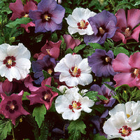 Garteneibisch (x5) - Hibiscus syriacus - Gartenpflanzen
