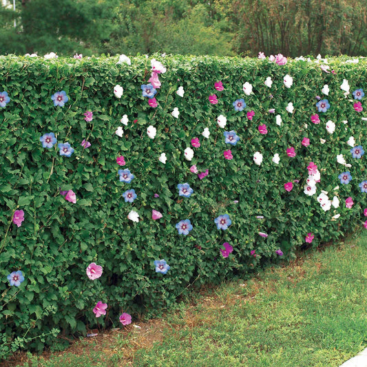 Garteneibisch (x5) - Hibiscus syriacus - Ziersträucher