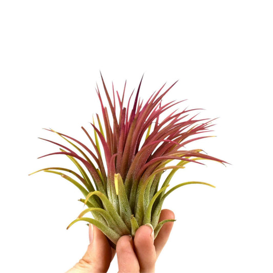 Tillandsia ionantha - Tillandsia ionantha rood xl - Zimmerpflanzen