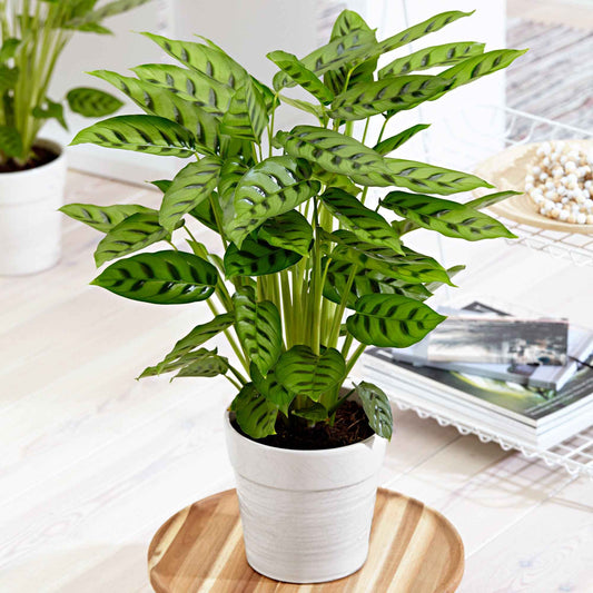 Korbmarante 'Leopardina' - Bakker