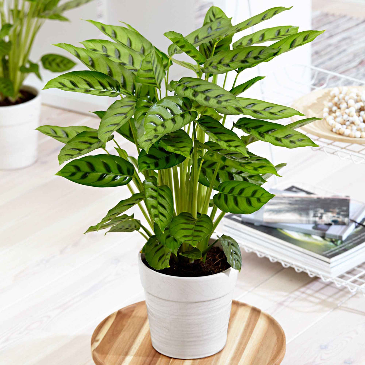 Korbmarante 'Leopardina' - Bakker