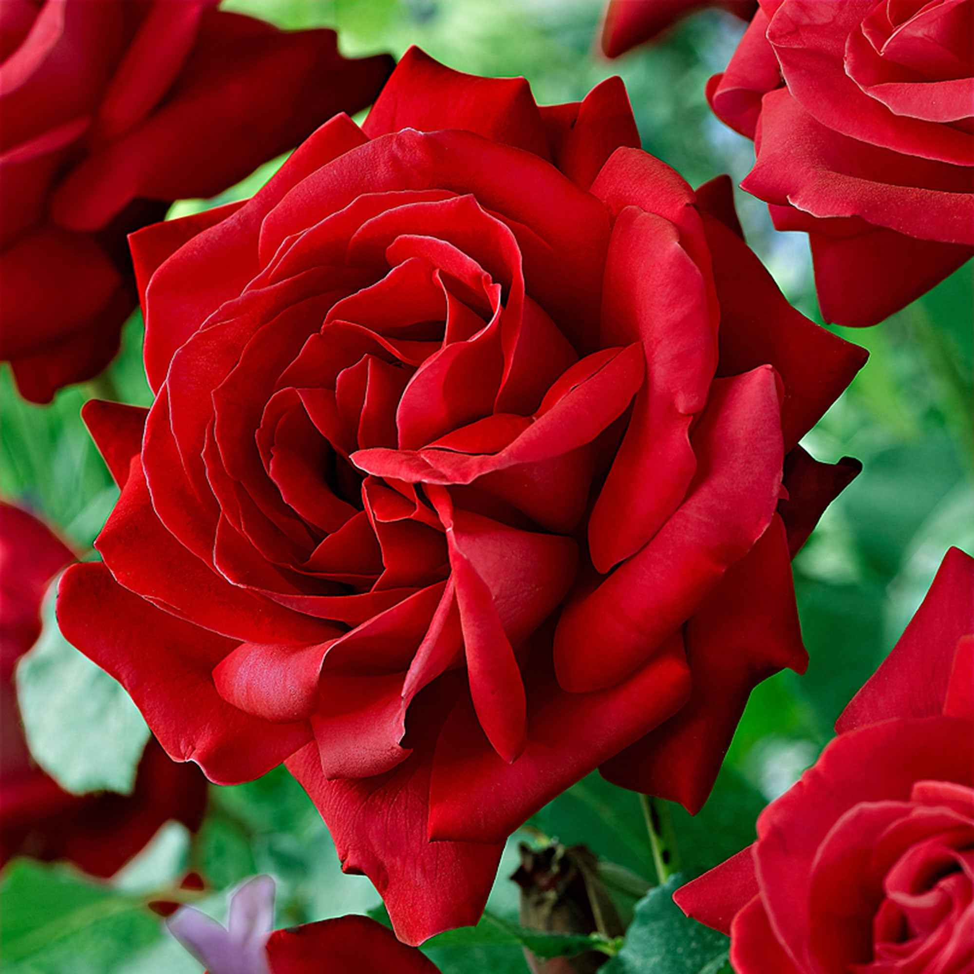 Rosen mit großen Blüten | Online kaufen auf Bakker.com