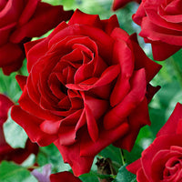 Edelrose ‚Dame de Coeur‘ - Rosa dame de cœur, rosa queen of hearts, rosa herz-dame - Rosen