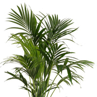 Kentiapalme - Howea forsteriana - Zimmerpflanzen