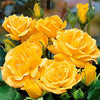 Beetrose 'Arthur Bell' - Rosa floribunda arthur bell® - Gartenpflanzen