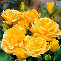 Beetrose 'Arthur Bell' - Rosa floribunda arthur bell® - Rosen