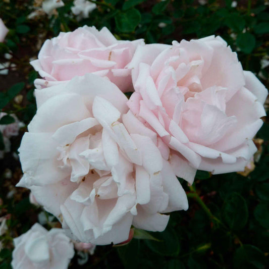 Kletterrose 'New Dawn' - Rosa new dawn - Gartenpflanzen