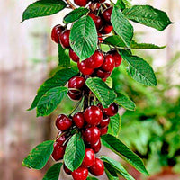 Säulenförmiger Kirschbaum  'Sylvia' - Prunus avium Sylvia - Obst