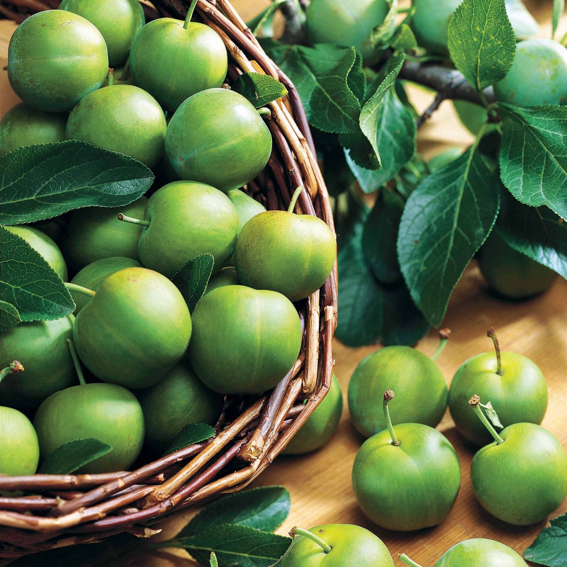 Reneklode 'Reine-Claude Verte' - Bakker