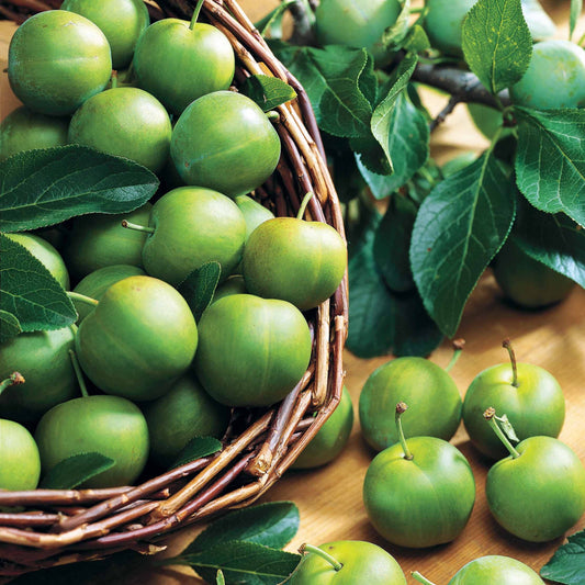 Pflaumenbaum 'Reine Claude Verte' - Bakker